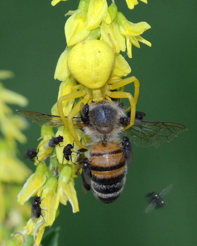 Predazione di Misumena vatia su Apis mellifera + Milichiidae